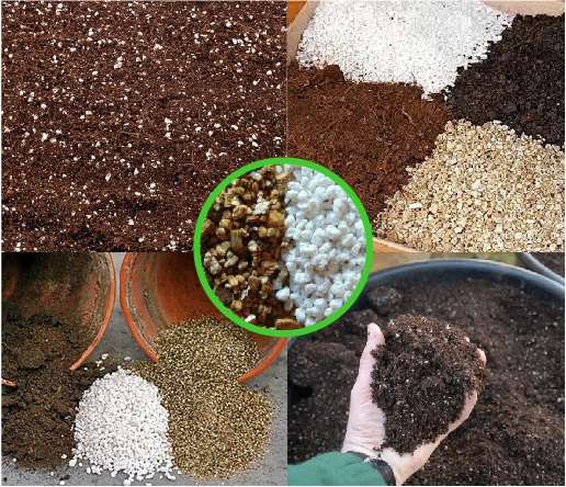 PERLITE & VERMICULITE TRONG NÔNG NGHIỆP
